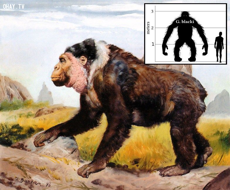 Вымершие обезьяны. Gigantopithecus blacki. Гигантопитек орангутанг. Мегантропы и гигантопитеки. Gigantopithecus blacki и человек.