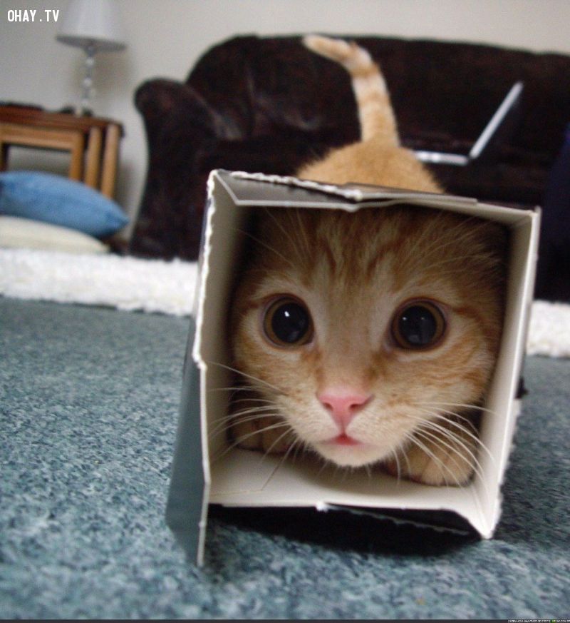 Những chú mèo trong hộp thường mang đến nhiều niềm vui trong cuộc sống nhỏ bé của chúng ta. Hãy cùng xem những hình ảnh đáng yêu và hài hước về những chú mèo trong hộp nhé!