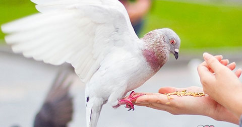 Làm thế nào để bồ câu đưa thư có thể tìm đường về nhà?