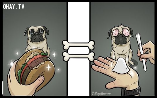 Bộ ảnh hài hước thú vị về thế giới quan của loài chó