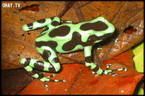 Loài ếch độc nhất thế giới