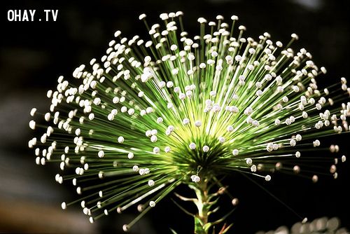 Paepalanthus – loài hoa tuyệt đẹp vùng thảo nguyên cerrado ...