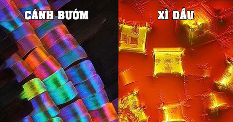 Ngắm nhìn thế giới siêu thú vị qua \"con mắt\" của kính hiển vi