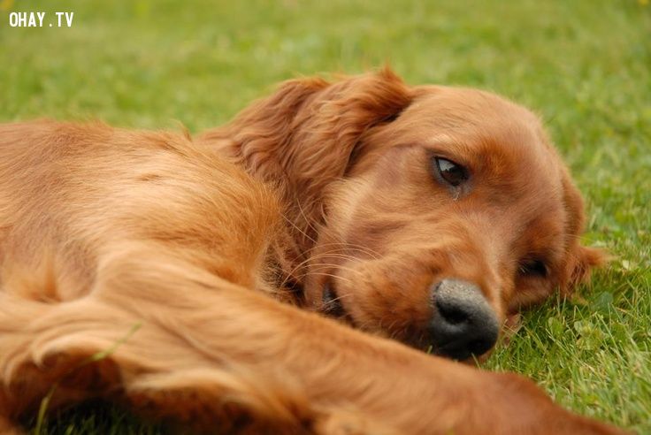 10 giống chó tốt nhất thế giới để bạn nuôi trong nhà