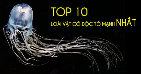 10 loài vật cần tránh xa để đảm bảo tính mạng
