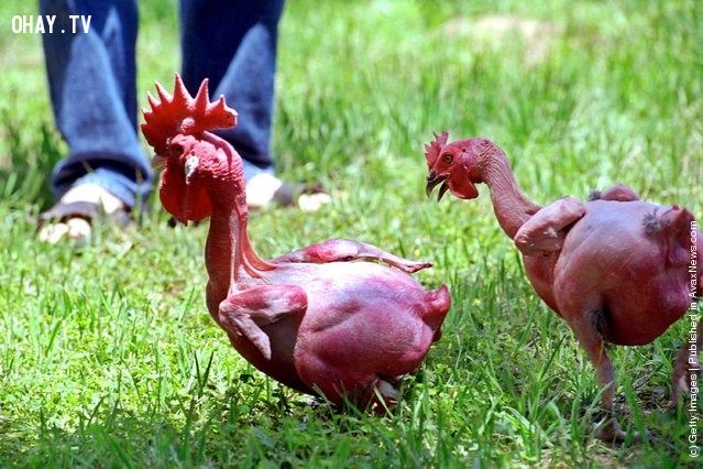 12 giống gà kì lạ nhất hành tinh - Vô Danh Lock