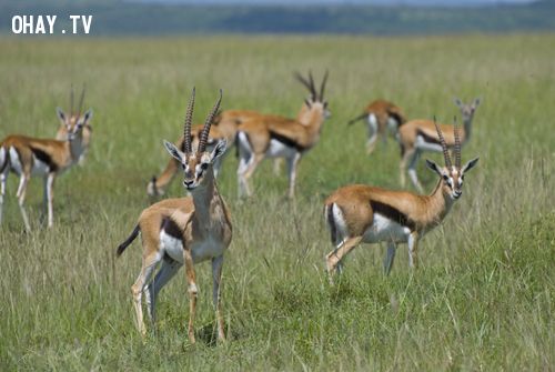 Gazella-thomsoni-in-Masai-Mara.jpg