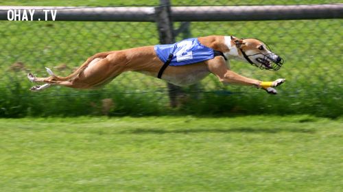 Greyhound-Racing-2-amk.jpg