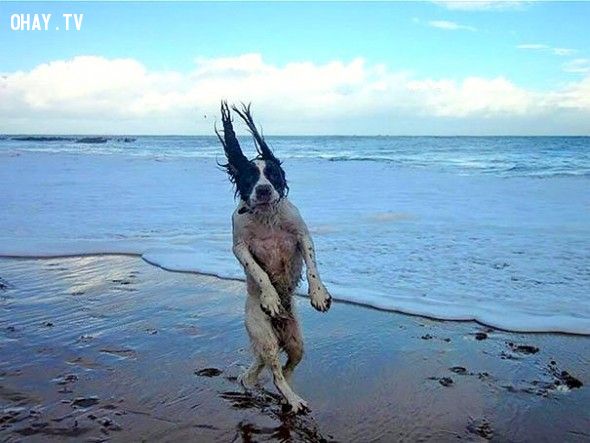 Chó có thể làm cho con người vui vẻ và cười đến nước mắt, đừng bỏ lỡ những bức ảnh chó ảnh hài hước thú vị này.
