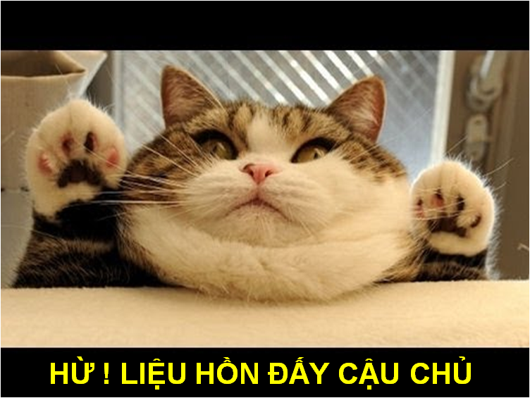 Ảnh Mèo Chế Hài Hước Nhất ❤️ Top 1001 Hình Mèo Chế Vui | Hài hước, Hình  vui, Ảnh vui