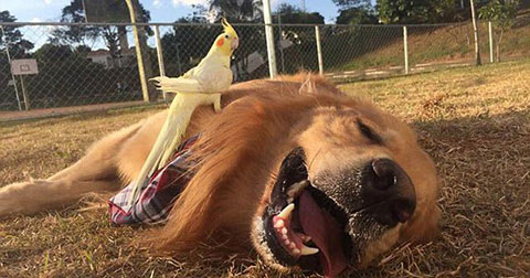 Golden retriever - Giống chó siêu thông minh và thân thiện