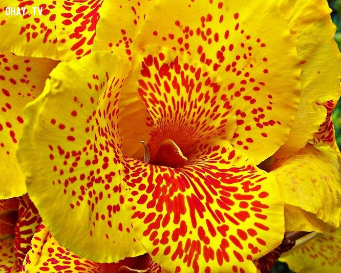 Những loài hoa đẹp nhất thế giới - Nguyễn Hoàng Hải Lin