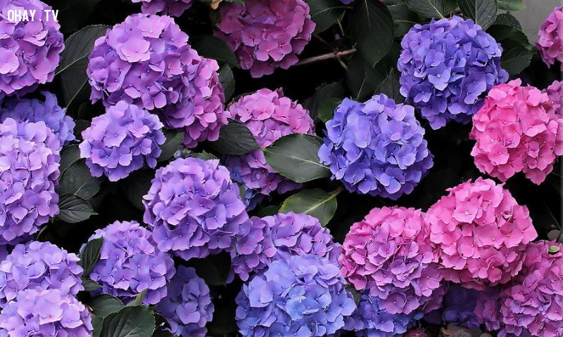 Những loài hoa đẹp nhất thế giới - Nguyễn Hoàng Hải Lin