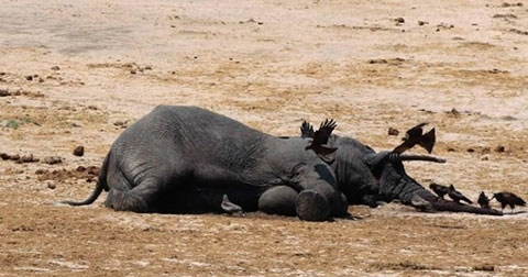 Săn trộm sử dụng xyanua giết chết 14 con voi ở Zimbabwe