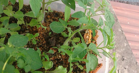 Cách trồng rau sạch tại nhà với xỉ than