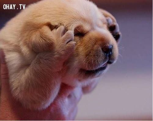 Cùng ngắm nhìn loạt hình ảnh chó dễ thương để thúc đẩy tâm trạng của bạn. Những chú cún thông minh, tinh nghịch và yêu đời sẽ mang lại cho bạn nhiều tiếng cười và trải nghiệm vui vẻ.