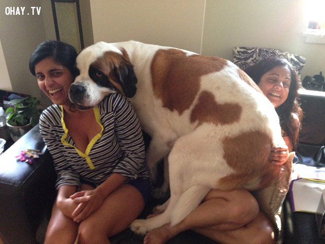 Những chú chó khổng lồ