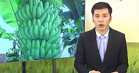 Vĩnh Phúc: Người dân đổ bỏ chuối tiêu hồng tại gốc vì Trung Quốc không thu mua.