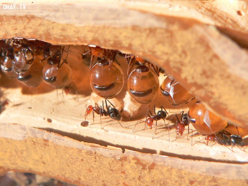 Kiến mật sinh sống chủ yếu tại các vùng khí hậu khô, nóng