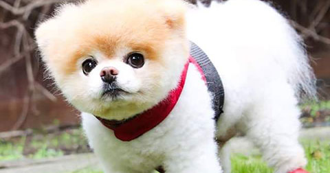 Ngắm nhìn những chú chó, mèo đáng yêu và nổi nổi tiếng trên thế giới