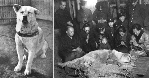 Sự trung thành của chú chó Hachiko lấy đi nước mắt của hàng triệu người