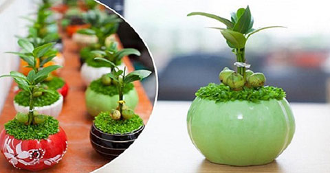 10 cây cảnh để bàn đẹp mắt, dễ trồng và phát tài phát lộc nhất theo quan niệm Á Đông