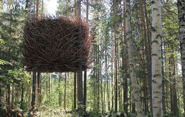 Nhà cây hình tổ chim tại Thụy Điển