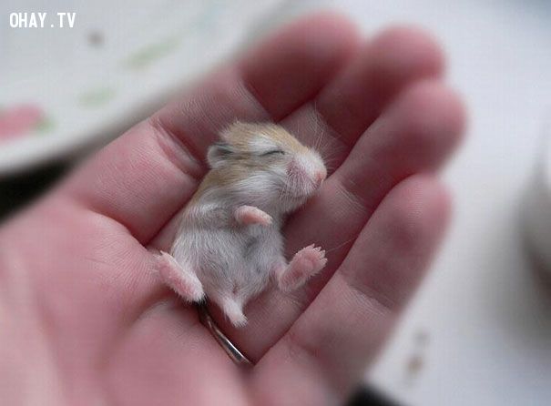  Chuột bạch con ngủ say !