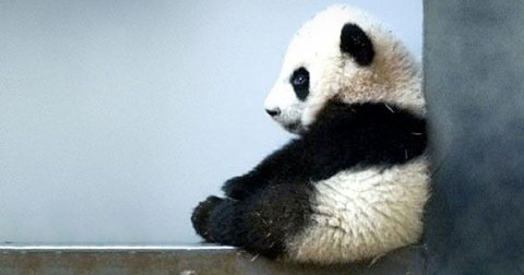 30 động vật nhỏ nhắn nhìn là muốn....nựng !