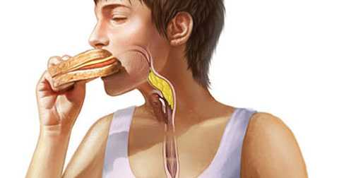 20 điều thú vị về quá trình tiêu hóa của con người