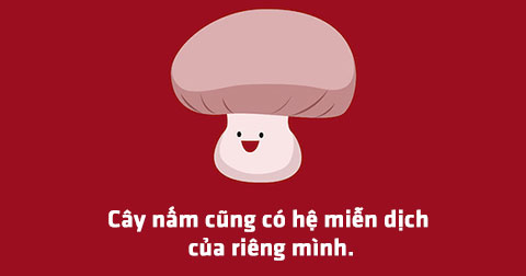 Sự thật hài hước và thú vị liên quan đến 15 loại rau củ