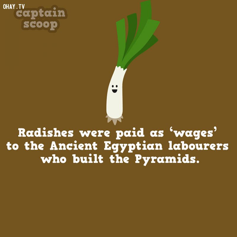Người Ai Cập cổ đại được trả công bằng củ cải khi xây kim tự tháp
