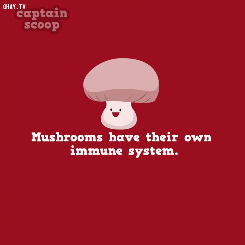 Cây nấm cũng có hệ miễn dịch của riêng mình