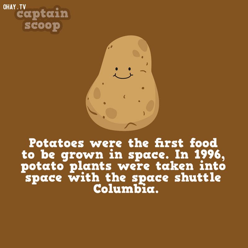 Khoai tây trồng trong vũ trụ bằng tàu Columbia 1996