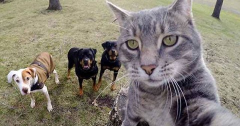 Bộ hình ngộ nghĩnh về chú mèo biết chụp Selfie và những người bạn