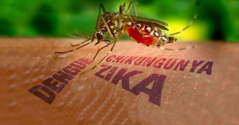 Tìm hiểu vể virus Zika - Virut chưa có vaccine phòng ngừa