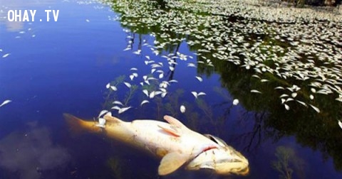 Hãy xem ngôi nhà chung của chúng ta đang kêu cứu thế nào!