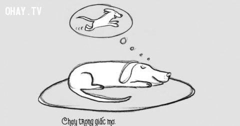 Cuộc sống của một chú cún như thế nào?