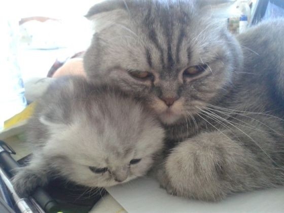 Mẹ mèo cùng với những chú con đáng yêu đã tạo nên một bức hình cảm động vô cùng. Hãy xem và cảm nhận tình mẫu tử trong thế giới động vật.