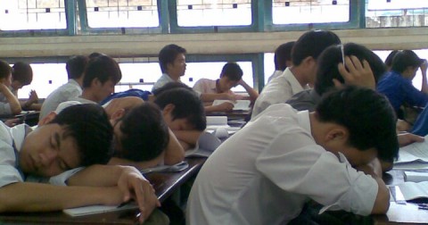Mèo lười lên đại học