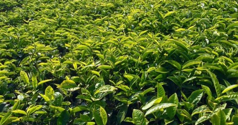 Ngắm bình minh trên đồi chè Cầu Đất, Đà Lạt