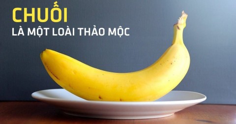 36 sự thật bạn luôn tin là đúng nhưng chẳng đúng tí nào