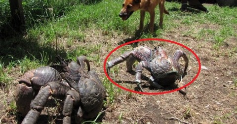 14 loài vật đáng sợ bạn có thể sẽ gặp phải tại Úc