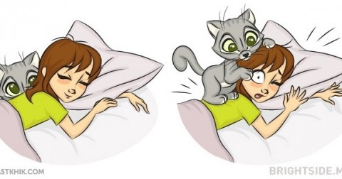 5 lý do để bạn nuôi một em mèo