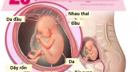 Bộ ảnh: Quá trình phát triển của thai nhi từ trong bụng mẹ