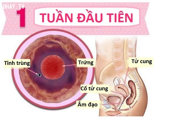 Tìm hiểu từ A đến Z quá trình phát triển của thai nhi  TCI Hospital