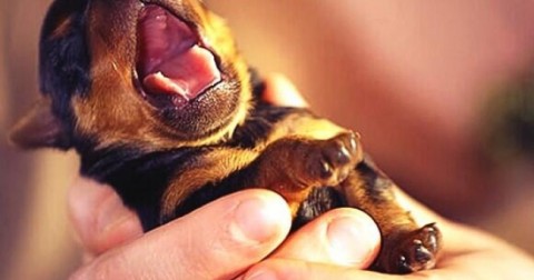 26 sự thật vô cùng ngọt ngào khiến tim bạn tan chảy