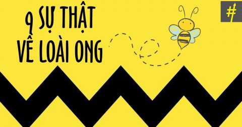 9 sự thật chứng minh ong là loài động vật 'toẹt vời' nhất