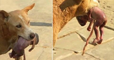 Chú chó tha một em bé mới sinh và điều tuyệt vời đã xảy ra