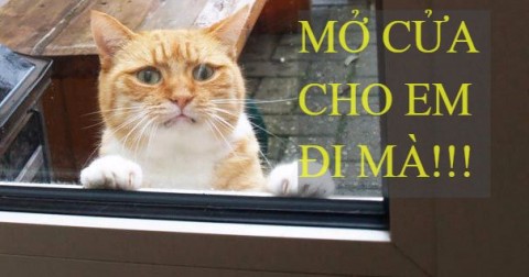 1001 kiểu biểu cảm của động vật khi đứng chờ cửa